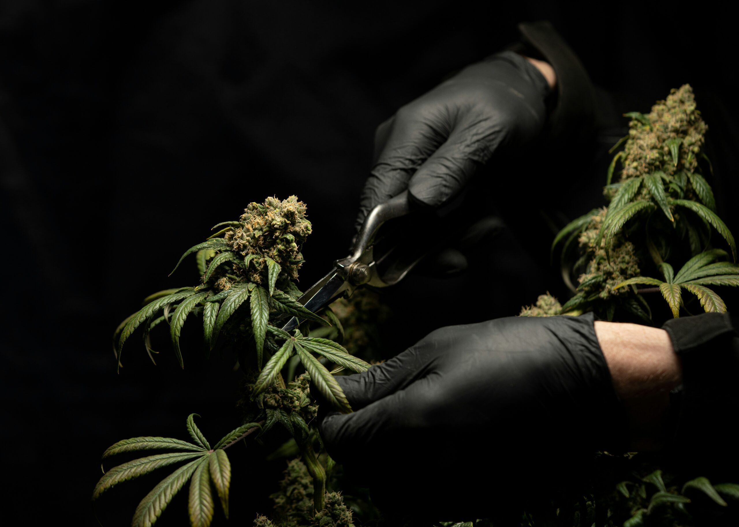 crystalweed-cannabis-aVkNlqThN60-unsplash